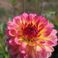 Rainbow Silence Dahlia