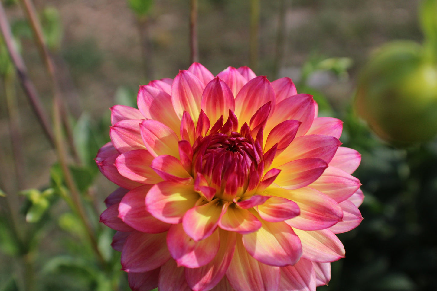 Rainbow Silence Dahlia