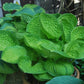 Rainforest Sunrise Hosta Plant