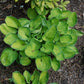 Rainforest Sunrise Hosta Plant