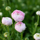 Amandine Chamallow Ranunculus Corms