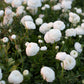 Amandine White Ranunculus Corms