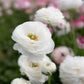Amandine White Ranunculus Corms