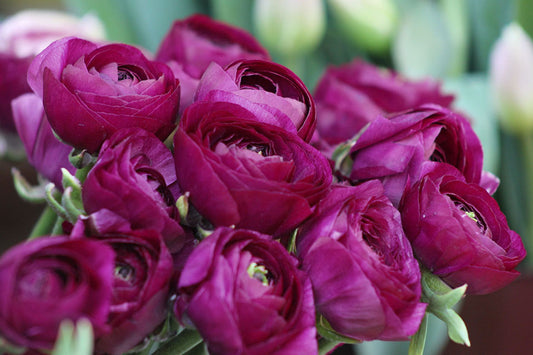 Pauline Ranunculus Corms