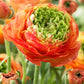 Reinette Orange Ranunculus Corms