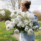 Amandine White Ranunculus Corms