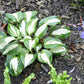 Raspberry Sundae Hosta Plant