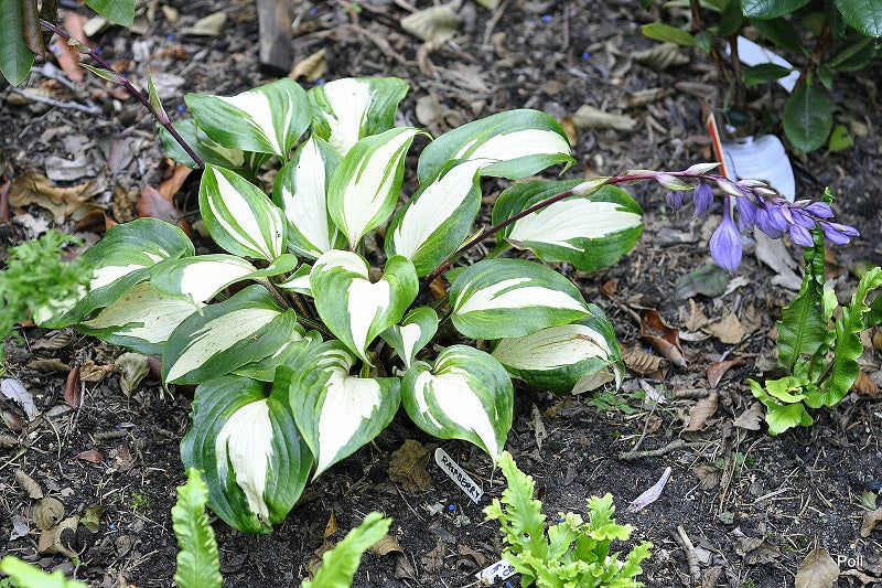Raspberry Sundae Hosta Plant