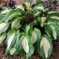 Raspberry Sundae Hosta Plant