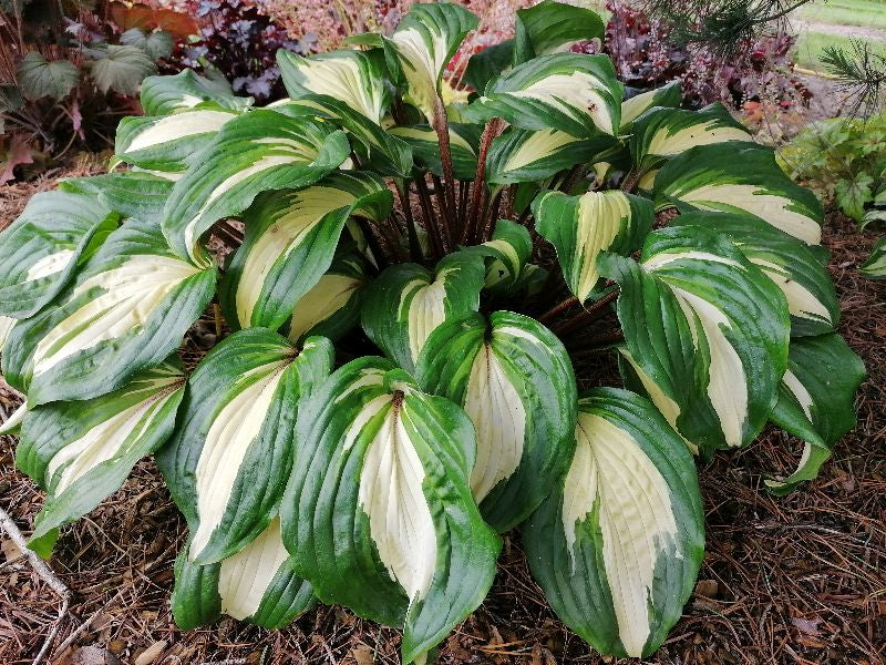 Raspberry Sundae Hosta Plant