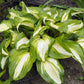 Raspberry Sundae Hosta Plant