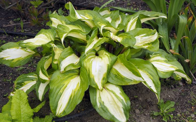 Raspberry Sundae Hosta Plant