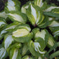 Raspberry Sundae Hosta Plant