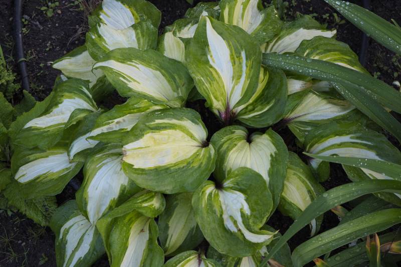 Raspberry Sundae Hosta Plant