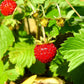Raspyberry Strawberry Plant