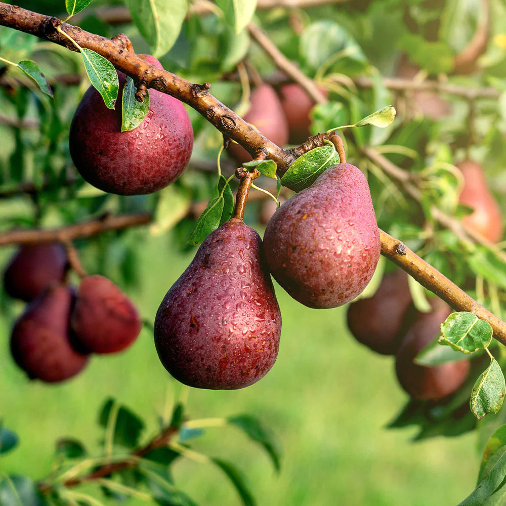 Pear Tree - Poirier