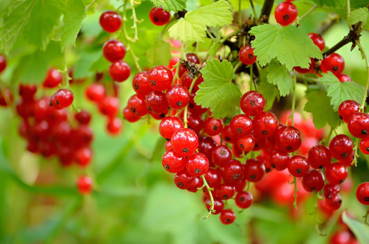 Ribes Rubrum ‘Red Lake’ Red Currant Plant