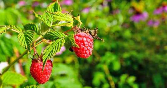 Rubus ‘SK Mammoth’ Summer Bearing Raspberry