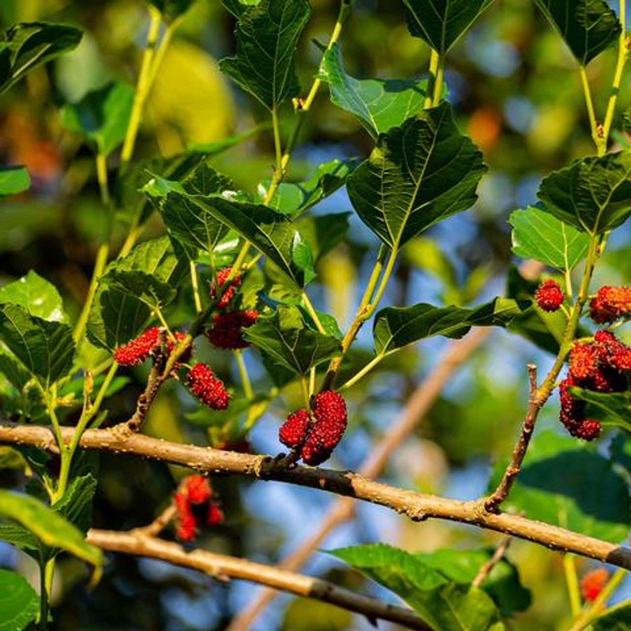 Mulberry Tree - Mûrier