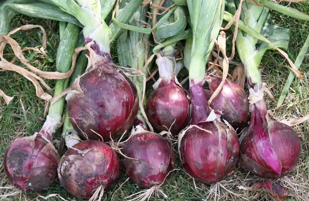 Redwing Onion