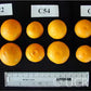 Carpenter C-54 Citrandarin Trifoliate Hybrid Budwood citrus plant material online shopping