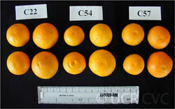 Carpenter C-54 Citrandarin Trifoliate Hybrid Budwood citrus plant material online shopping