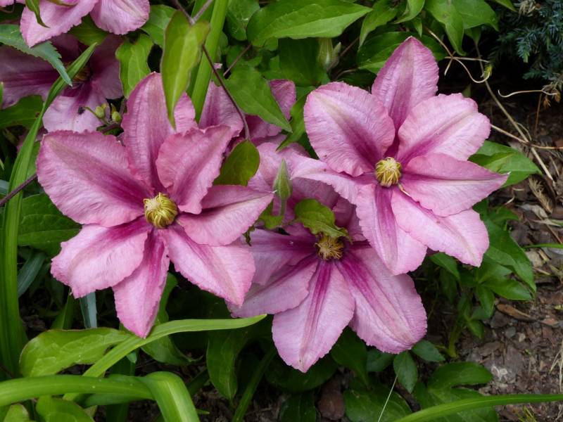 Fair Rosamund Clematis Vine
