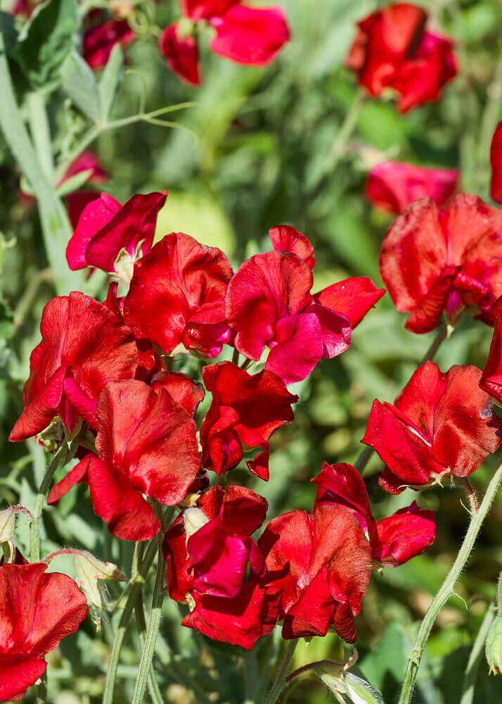 Royal Family Scarlet Sweet Pea Seeds online shopping