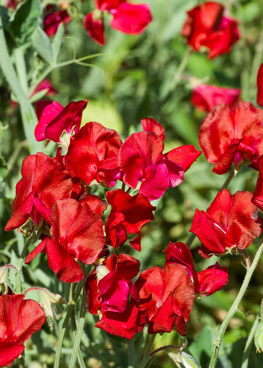 Royal Family Scarlet Sweet Pea Seeds online shopping