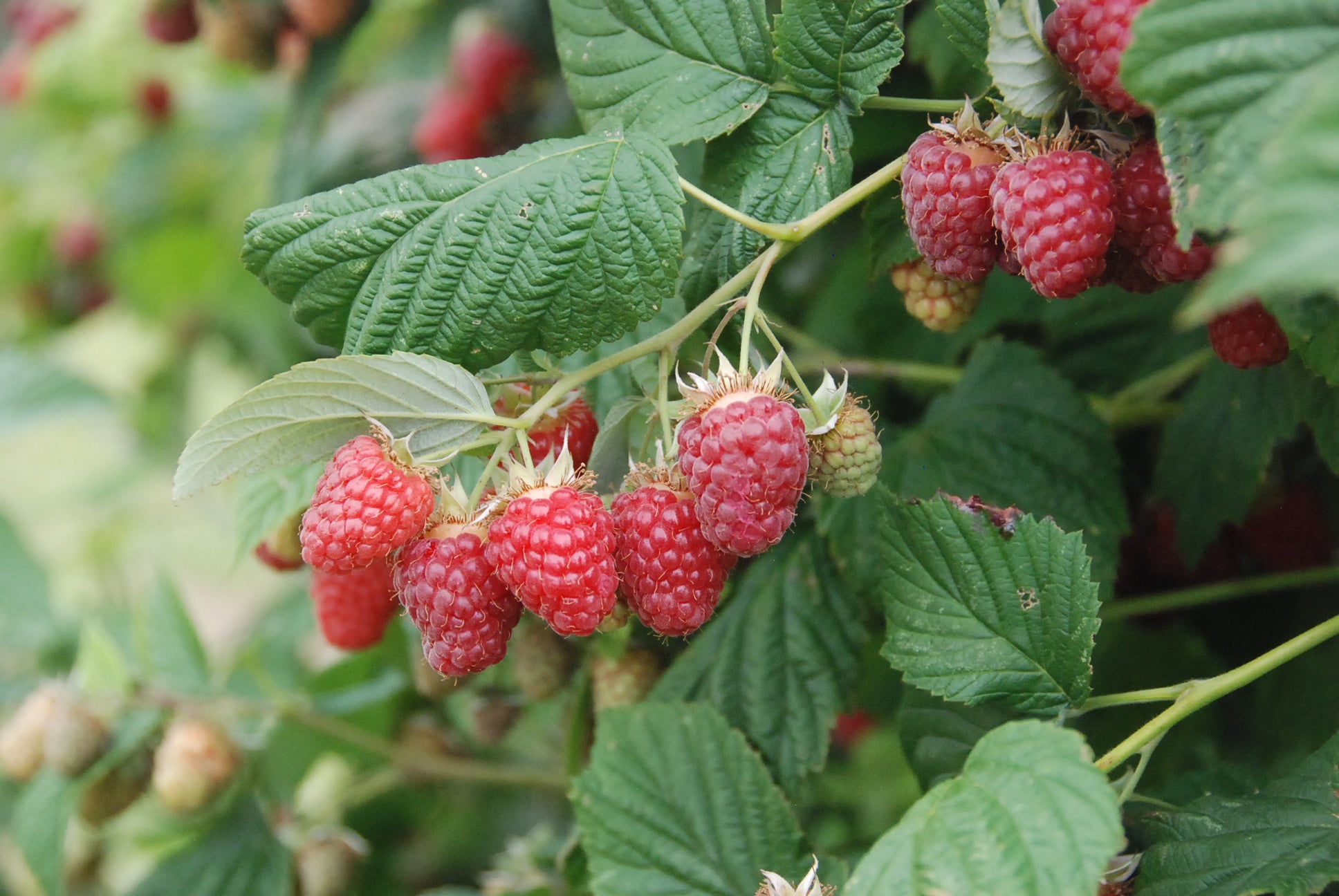 Rubus ‘Canby’ Summer Bearing Raspberry – EVERGREEN