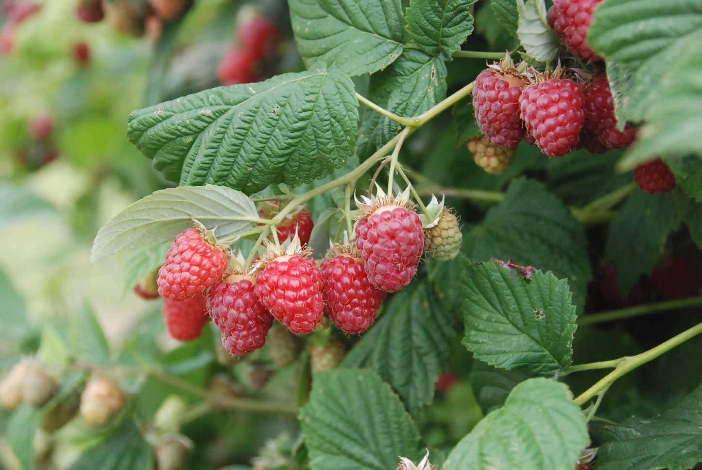 Rubus ‘Canby’ Summer Bearing Raspberry