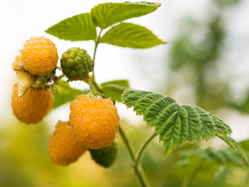 Anne Yellow Raspberry Plants