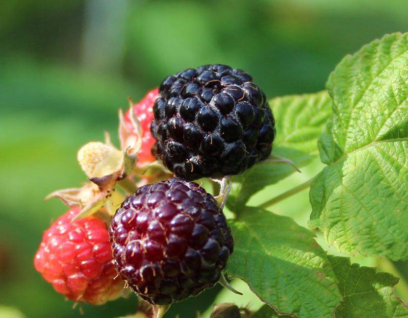 Rubus ‘Black’ Summer Bearing Raspberry