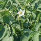 Russet Burbank Potato Plants online shopping