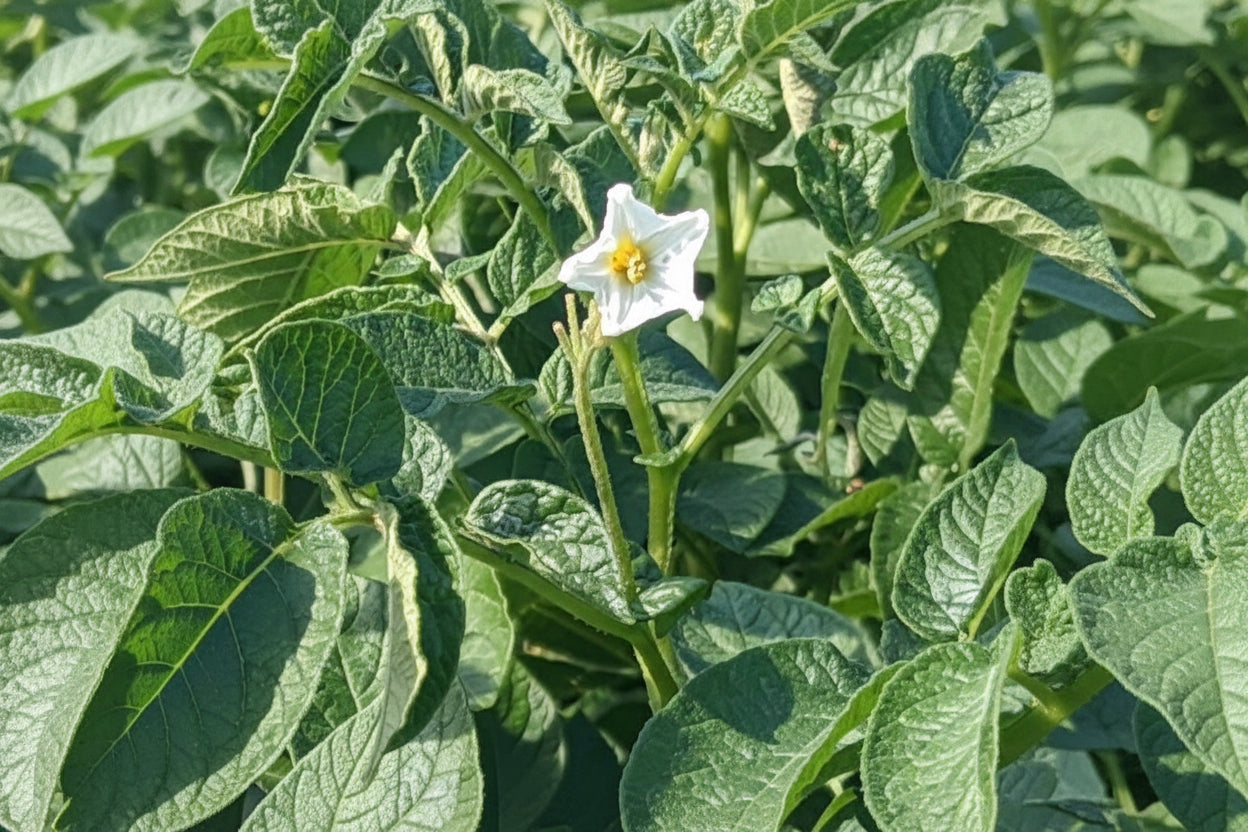 Russet Burbank Potato Plants online shopping