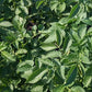 Russet Burbank Potato Plants online shopping