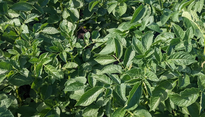 Russet Burbank Potato Plants online shopping