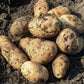 Russet Burbank Potato Plants online shopping