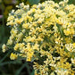 Lemon Yellow Bonduelli Statice Seeds online shopping