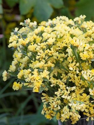 Lemon Yellow Bonduelli Statice Seeds online shopping