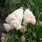 Hydrangea paniculata Renhy Vanille Fraise