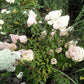 Hydrangea paniculata Renhy Vanille Fraise