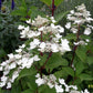 Hydrangea paniculata Wim’s Red Fire And Ice
