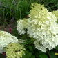 Hydrangea paniculata ILVOBO Bobo