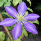 Royalty Clematis Vine