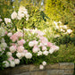 Hydrangea paniculata Renhy Vanille Fraise