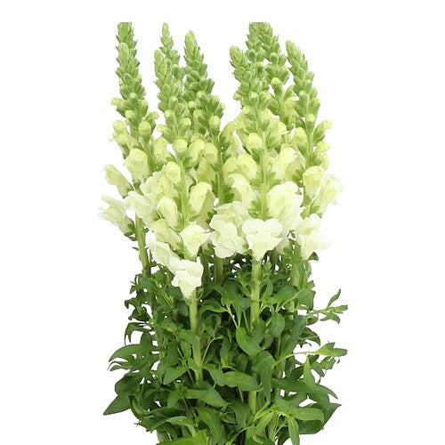 Potomac Ivory F1 Snapdragon Seeds online shopping