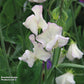 High Scent Sweet Pea Seeds online shopping