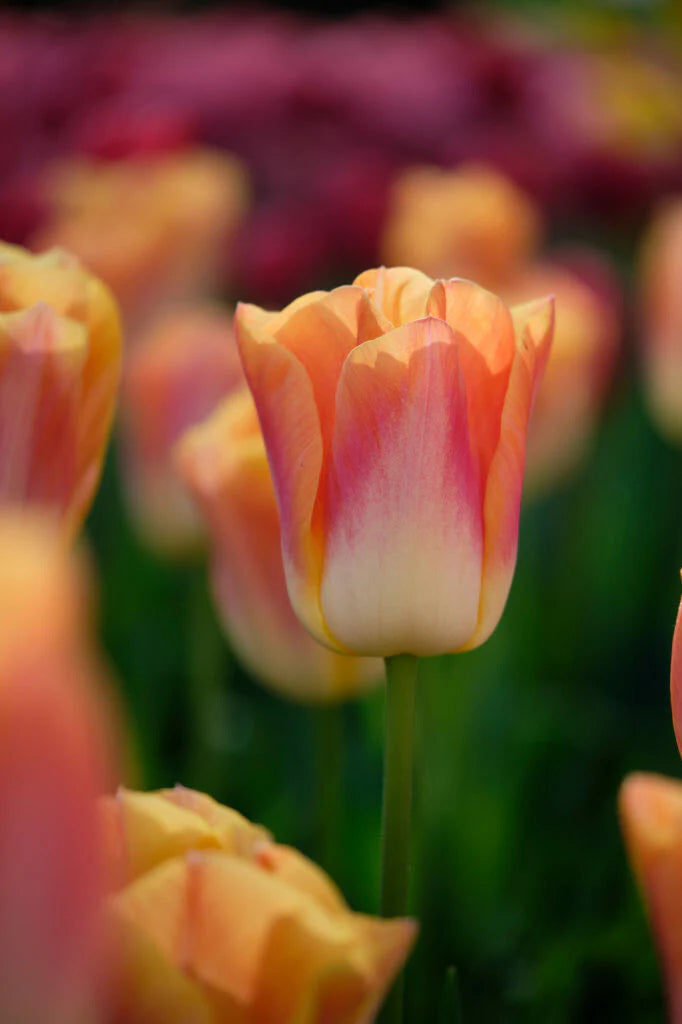 Salmon Dynasty Tulip Bulbs