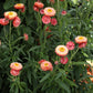 Salmon Rose Strawflower Seeds online shopping